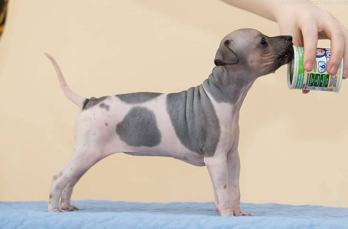stamboomnaam : Victoria Mistery Vita Energy , roepnaam  Vita , een Amerikaans naakthond terrier